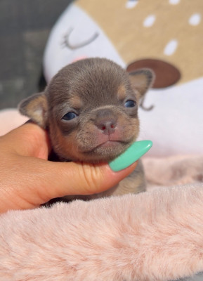 Chiot N°1