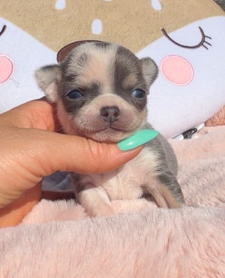 Chiot N°2