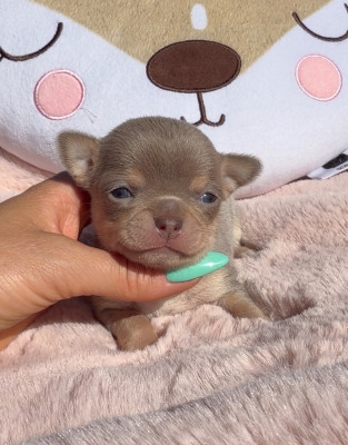Chiot N°3