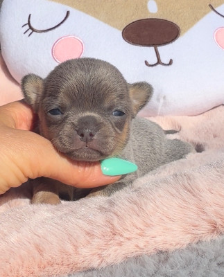 Chiot N°4