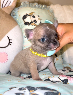 CHIOT 3