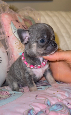 CHIOT 4