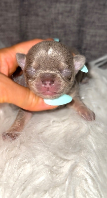 CHIOT 3