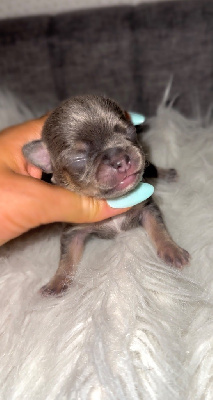 CHIOT 2