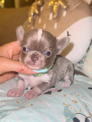 CHIOT 2