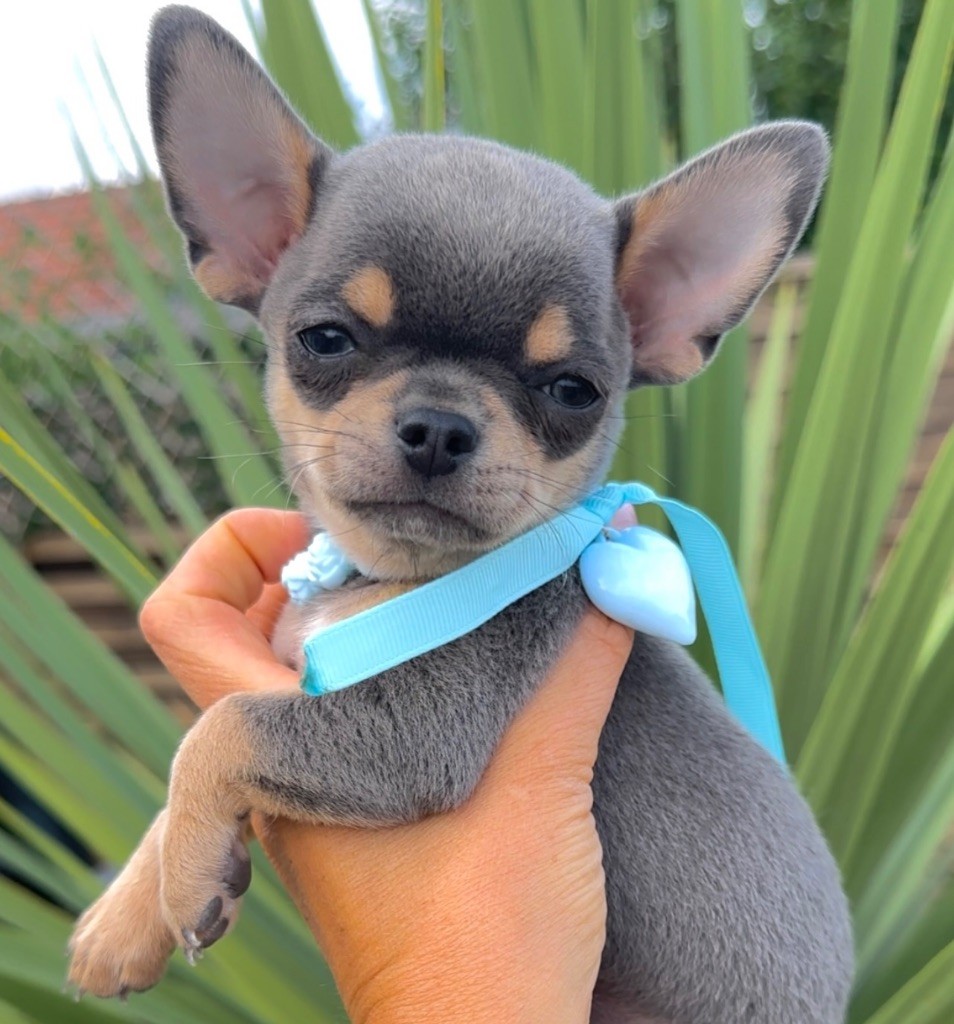Des Perles Du Soleil - Chiots disponibles - Chihuahua