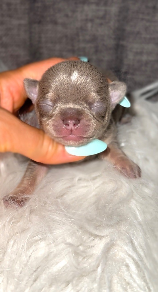 Des Perles Du Soleil - Chiots disponibles - Chihuahua