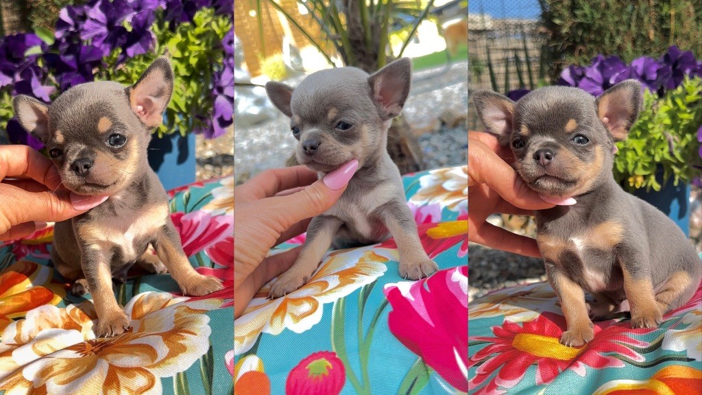 Chiot Chihuahua Des Perles Du Soleil