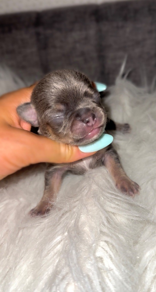 Des Perles Du Soleil - Chiots disponibles - Chihuahua