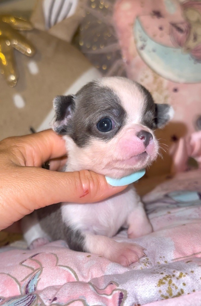 Des Perles Du Soleil - Chiots disponibles - Chihuahua