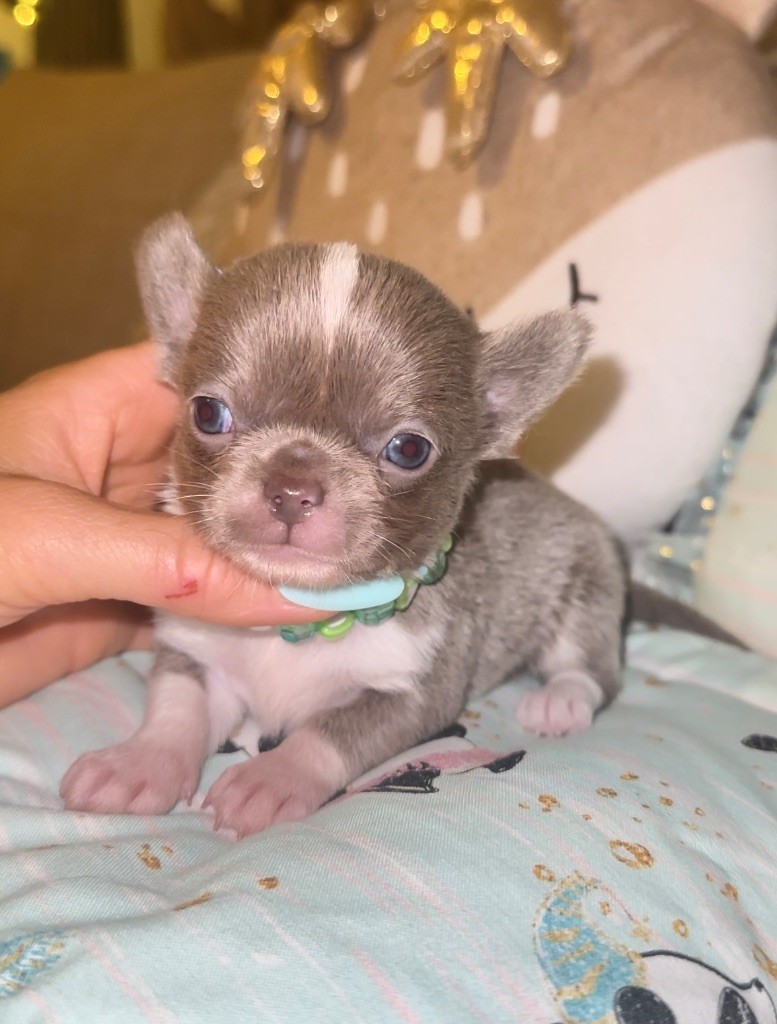 Des Perles Du Soleil - Chiots disponibles - Chihuahua